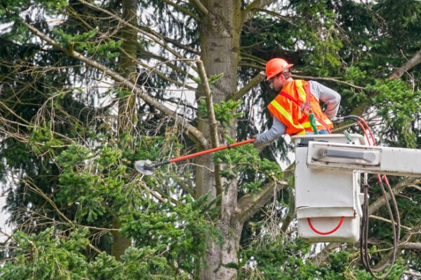 Tree Felling Blackpool