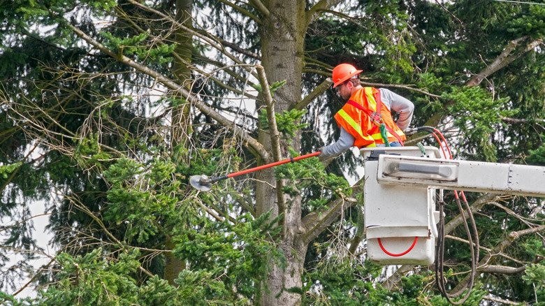 Tree Felling Blackpool