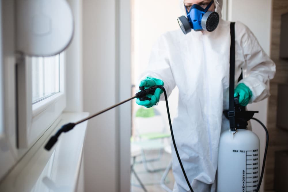 spider pest control