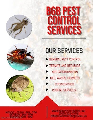 Mothballs Effective for Rats and Mice