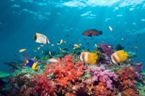 Jolly Buoy Island Andaman